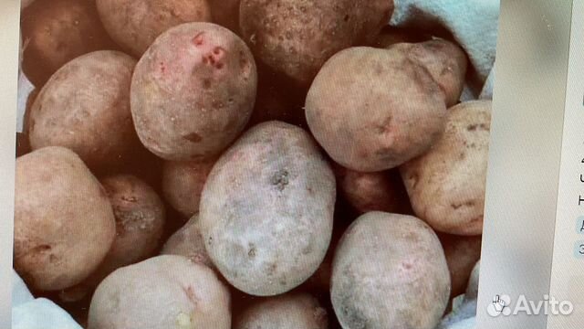 Картофель семеннной