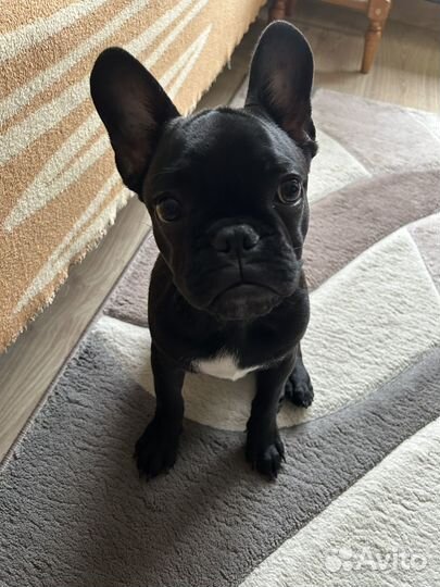 Французский бульдог