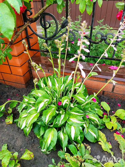 Хоста, гейхера, примула, герань