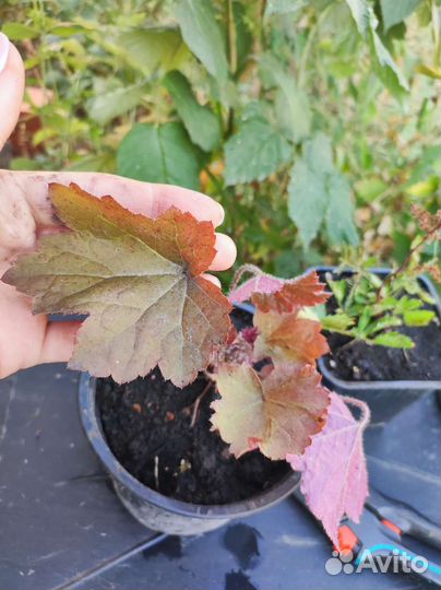 Гейхера Кримсон Керлс