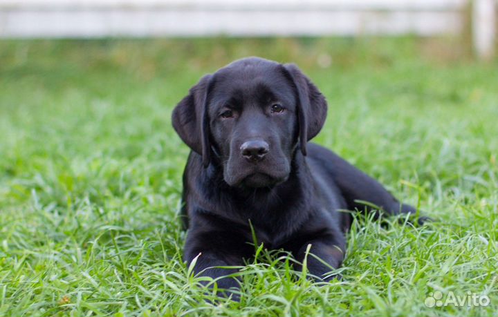 Самые крутые Лабродети