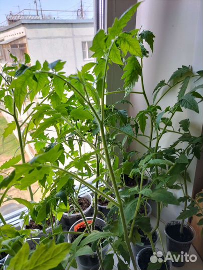 Рассада помидор и перцев