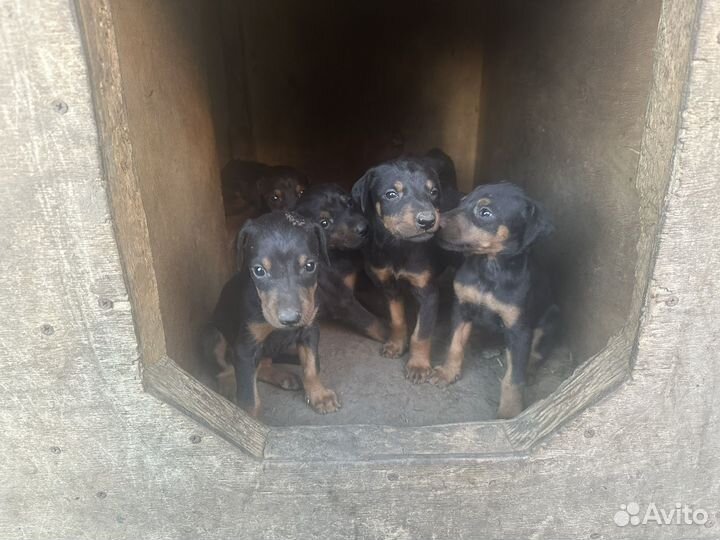 Щенки добермана