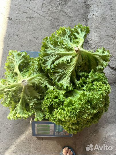 Салат листовой