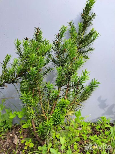 Тис вечнозеленый, теневыносливый