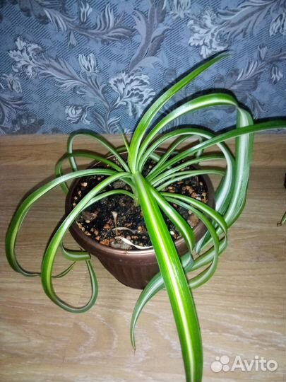 Комнатные цветы 2