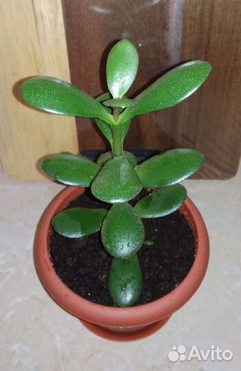 Толстянка-Денежное дерево