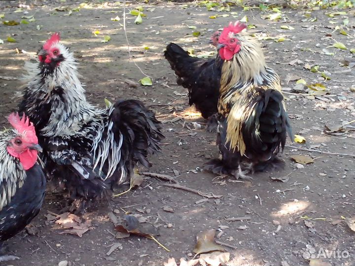 Мини куры и петухи