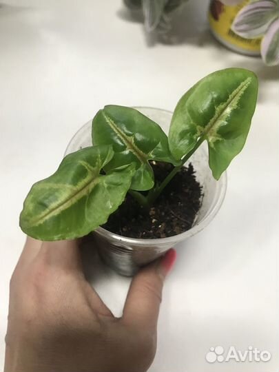 Комнатные растения