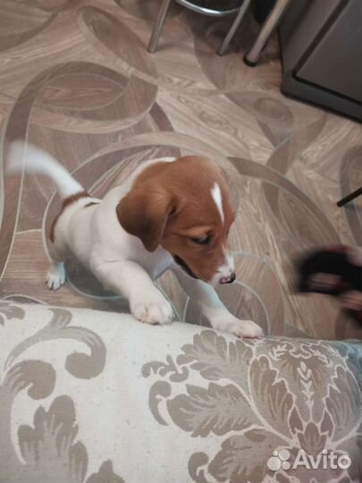 Щенки джек Рассел терьер гладкошерстный