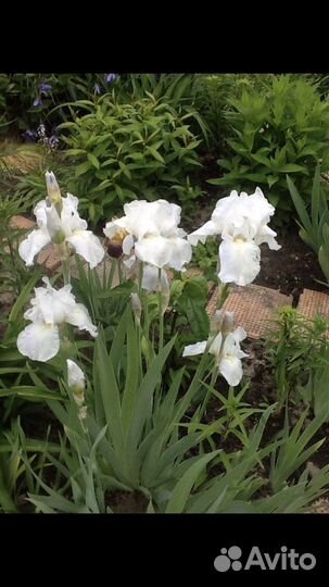 Ирисы, цветы многолетние цветы