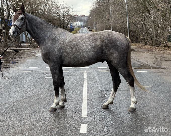 Универсальный молодой мерин