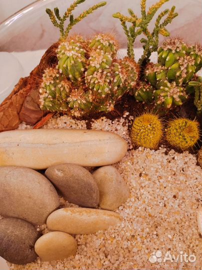Флорариум кактусы