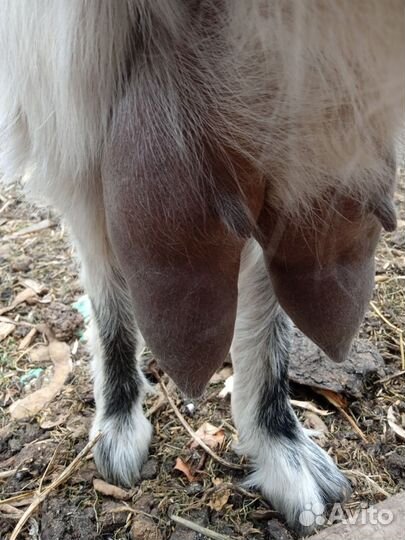 Продам козу
