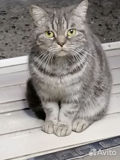 Британская кошка в дар