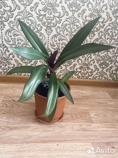 Кордилина растение комнатное