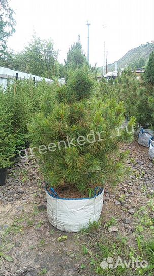 Кедр Сибирский Премиум класс 90-120 см