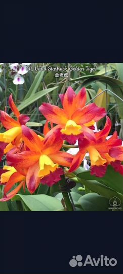 Орхидея катлея