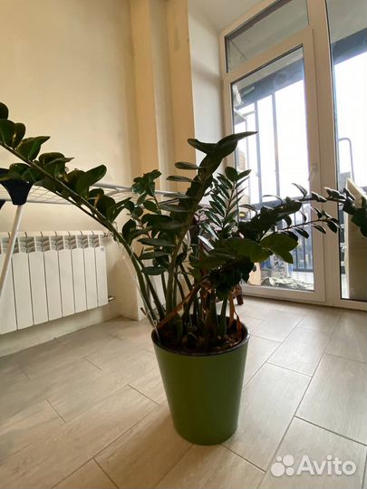 Замиокулькас и Спатифиллум