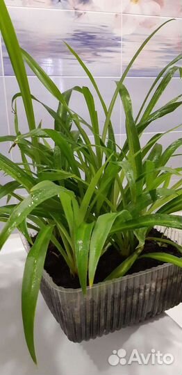 Хлорофитум