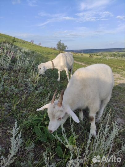 Продается коза с козлятами