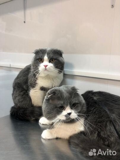 Ветеринар на дом. Ветеринарный врач