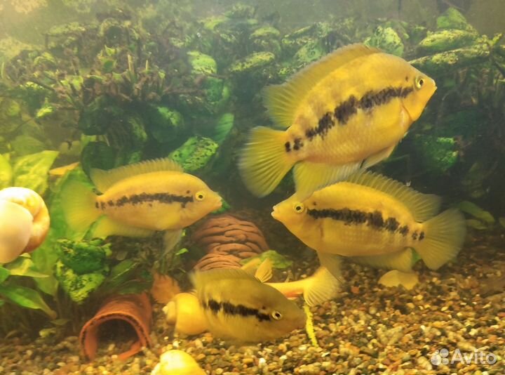 Геротиляпия мультиспиноза