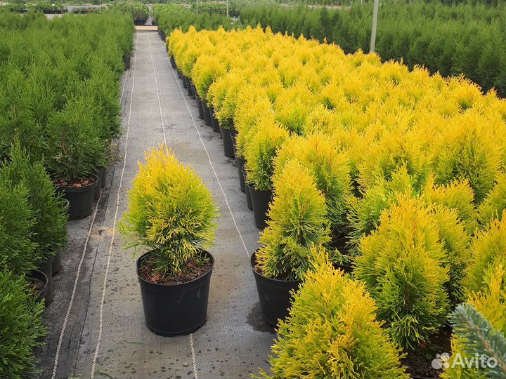 Туя западная Голден Смарагд
