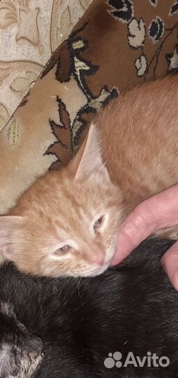 Рыжий котенок мальчик