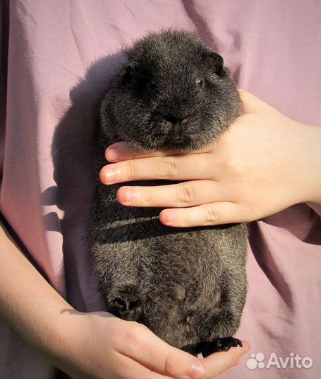 Морская свинка американский тедди