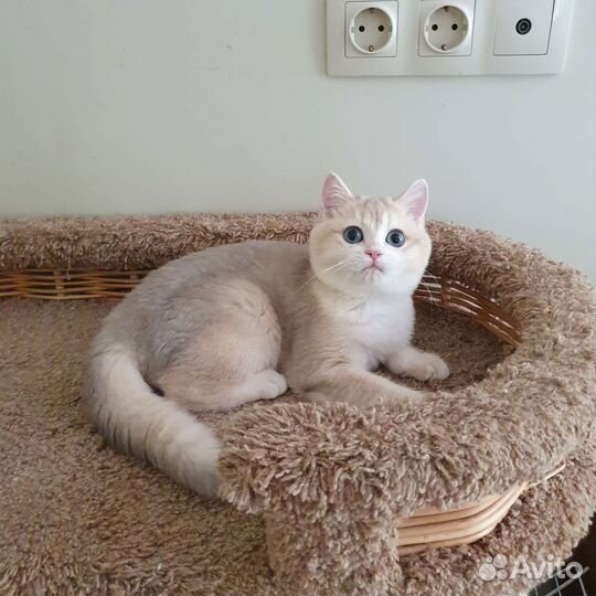 Британский котик ау12 (голубое золото)