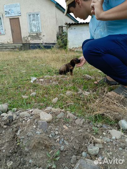 Собака в добрые руки щенок