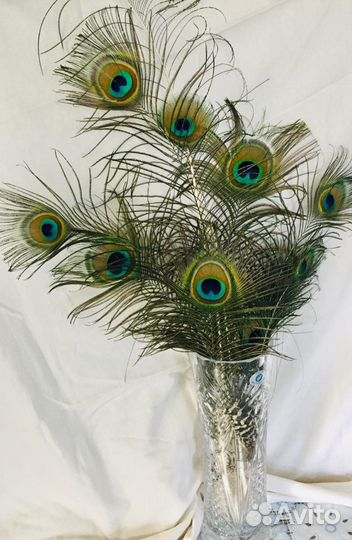 Перо павлина
