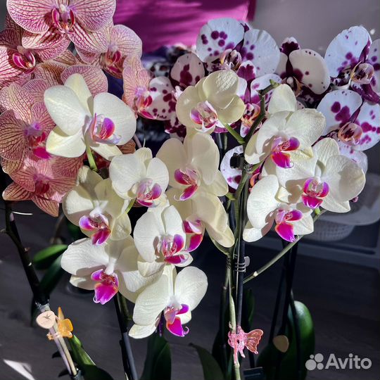 Орхидеи Фаленопсис Сорт