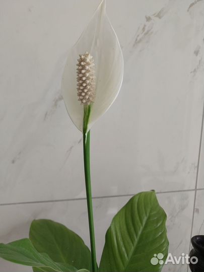 Комнатное декоративное растение спатифиллум
