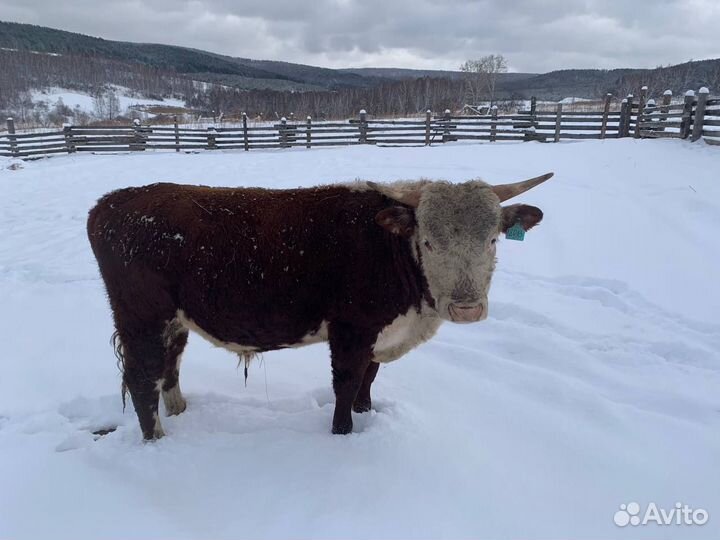 Быки на мясо (Живым весом на племя)