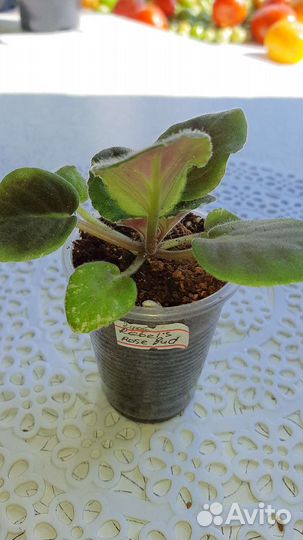 Сортовые фиалки