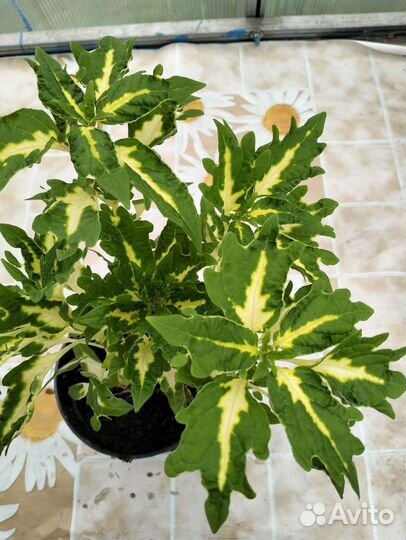 Черенки колеуса