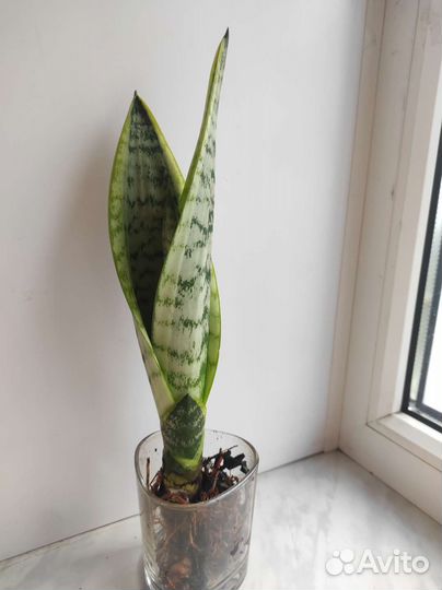 Сансевиерия (тещин язык)