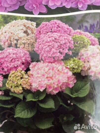 Гортензия крупнолистная саженцы