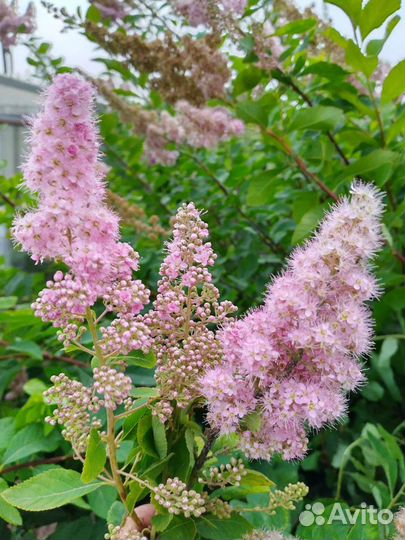 Спирея, обмен на корни пионов