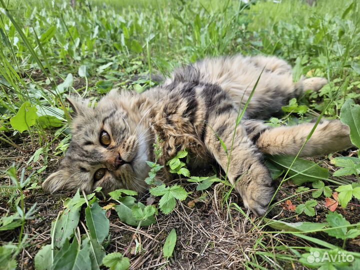 Шотландский кот вязка