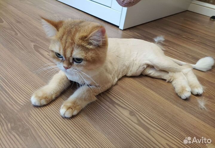 Груминг Стрижка кошек выезд на дом