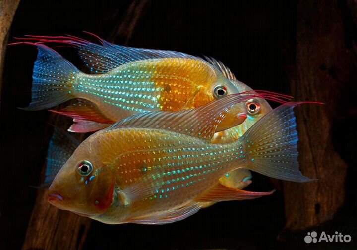 Рыбки геофагус ахарихт и скалярия альтум ориноко