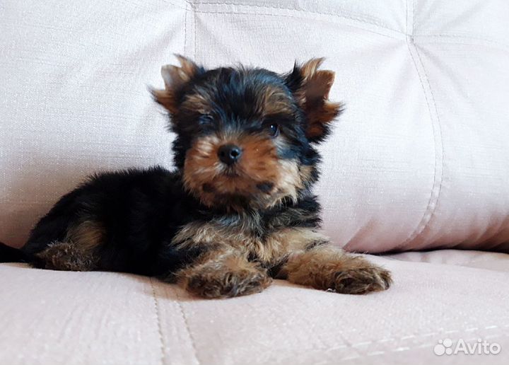 Йоркширские крошки