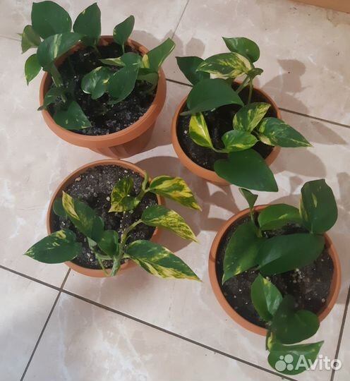 Сциндапсус эпипремнум