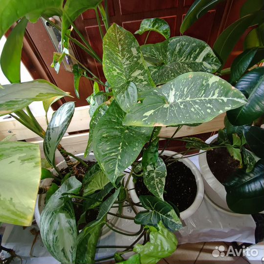 Сингониум Три короля