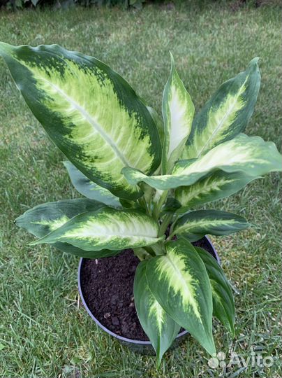 Диффенбахия