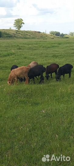 Эдильбаевские барашки