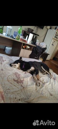 Отдам собаку